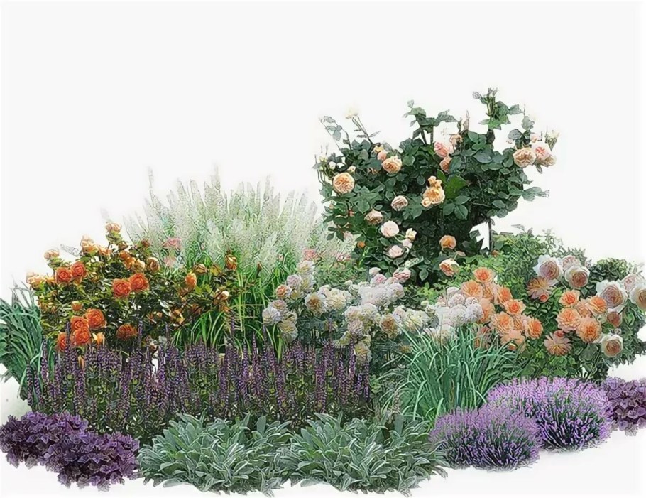 Лаванда рабатка миксбордер