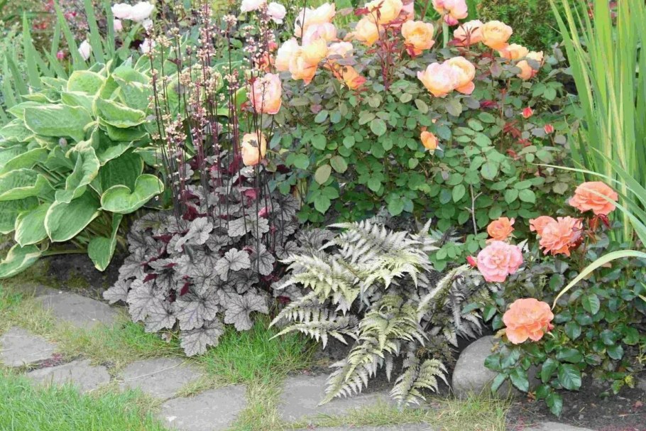 Гейхера на клумбе с розами