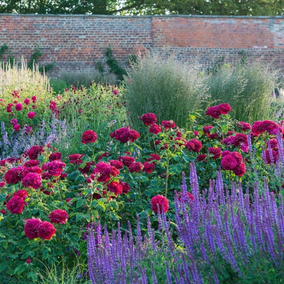 Роза Манстед Вуд в саду