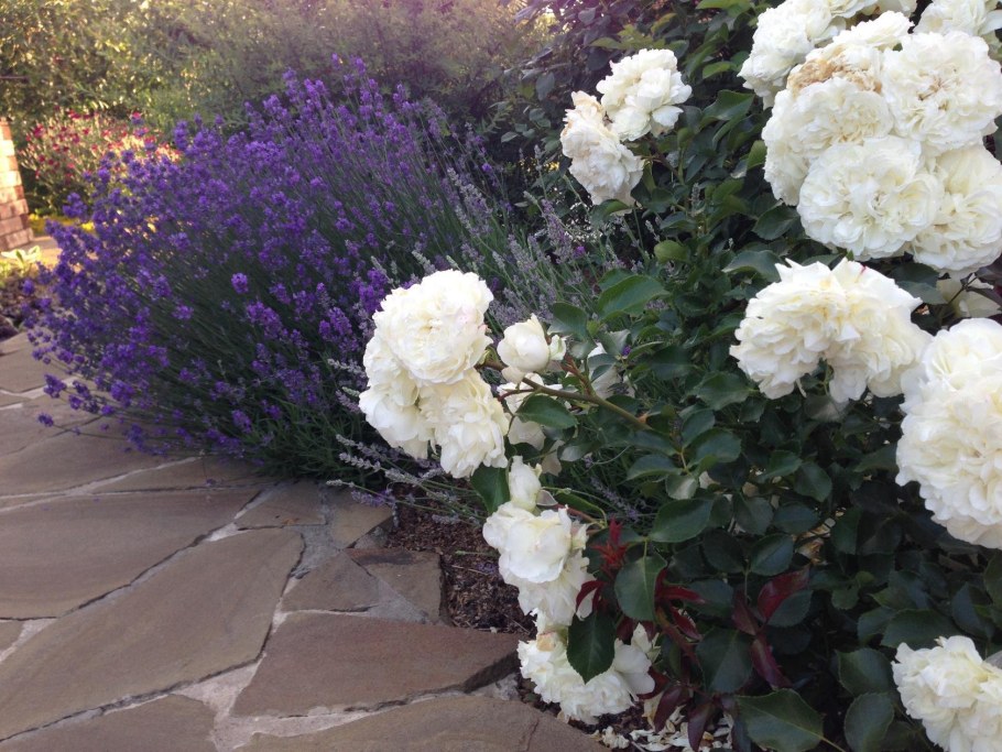 Флорибунда Винчестер Кафедрал