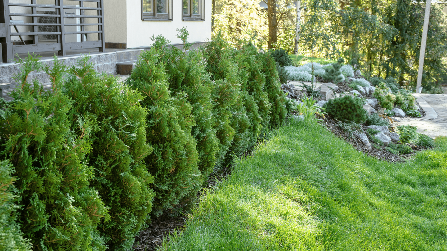 Туя Смарагд изгородь