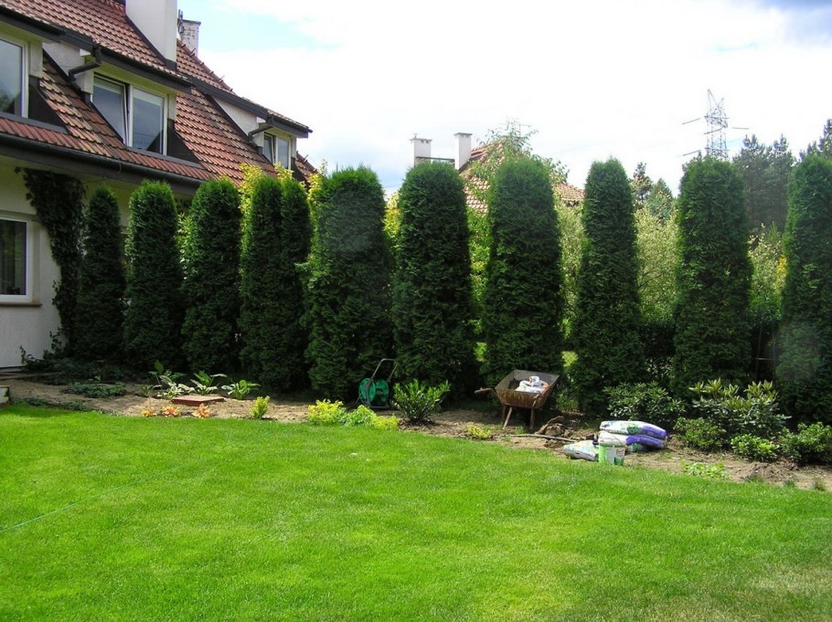 Туя Смарагд в ландшафтном