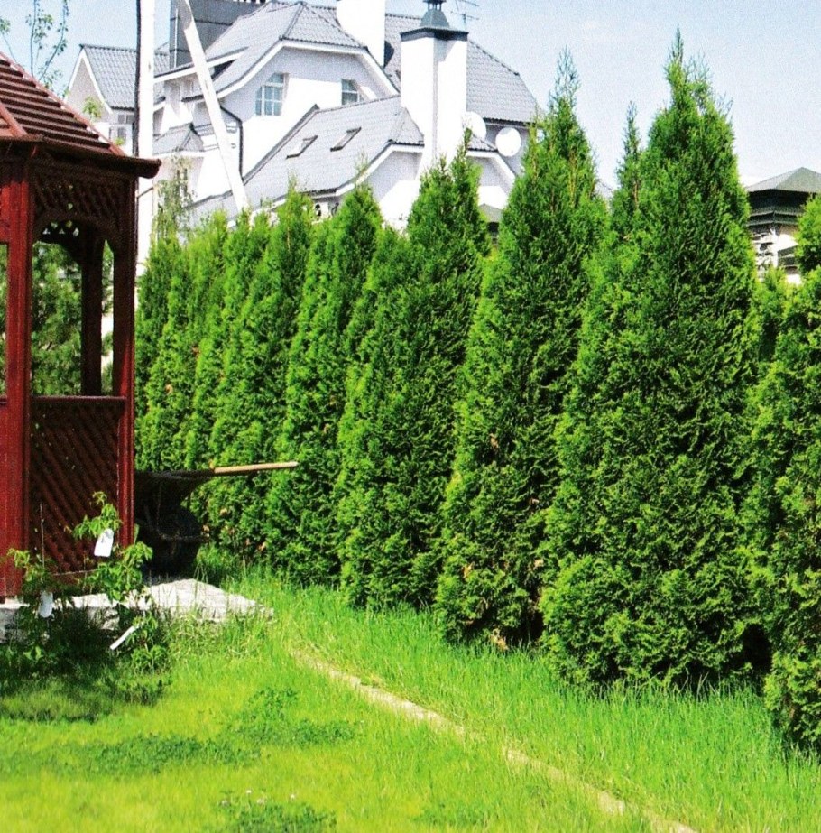Туя Смарагд Живая изгородь