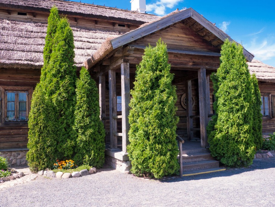 Туя в ландшафте