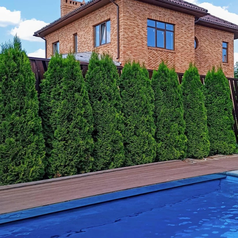 Туя Смарагд Живая изгородь