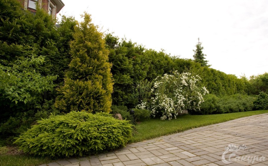 Туя Брабант Живая изгородь