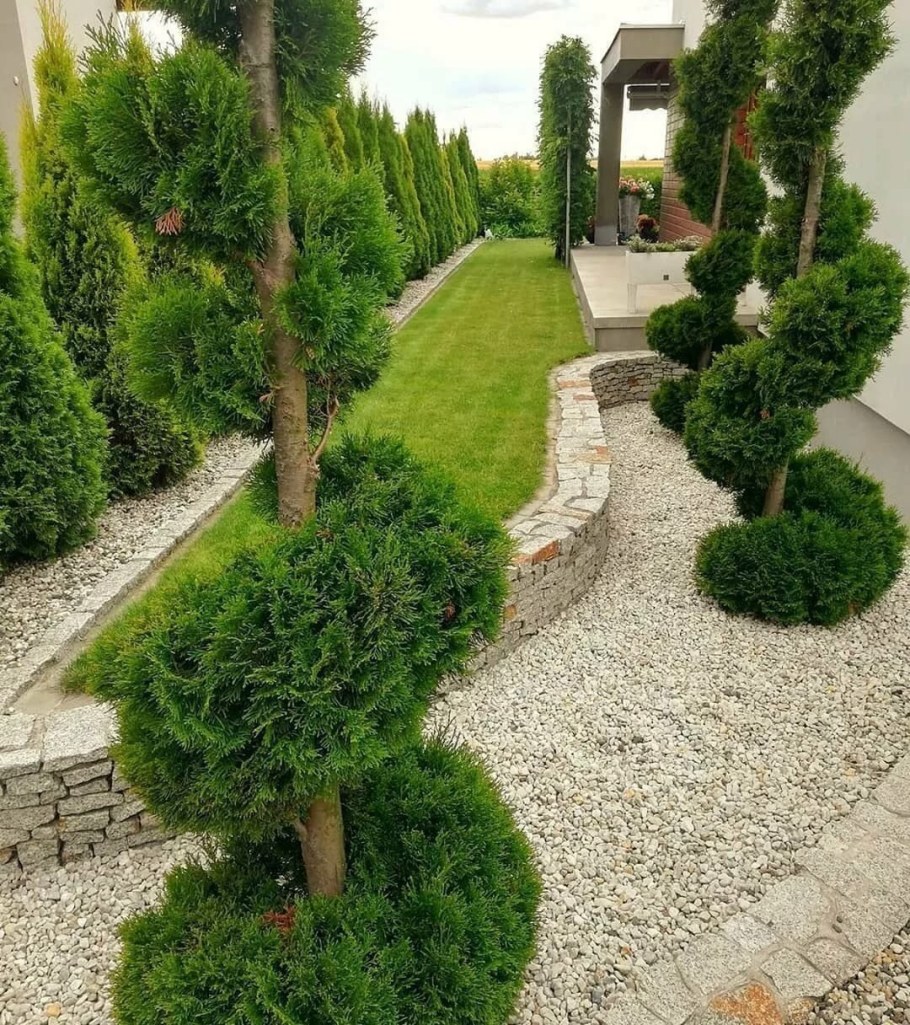 Топиарная стрижка туи Даника