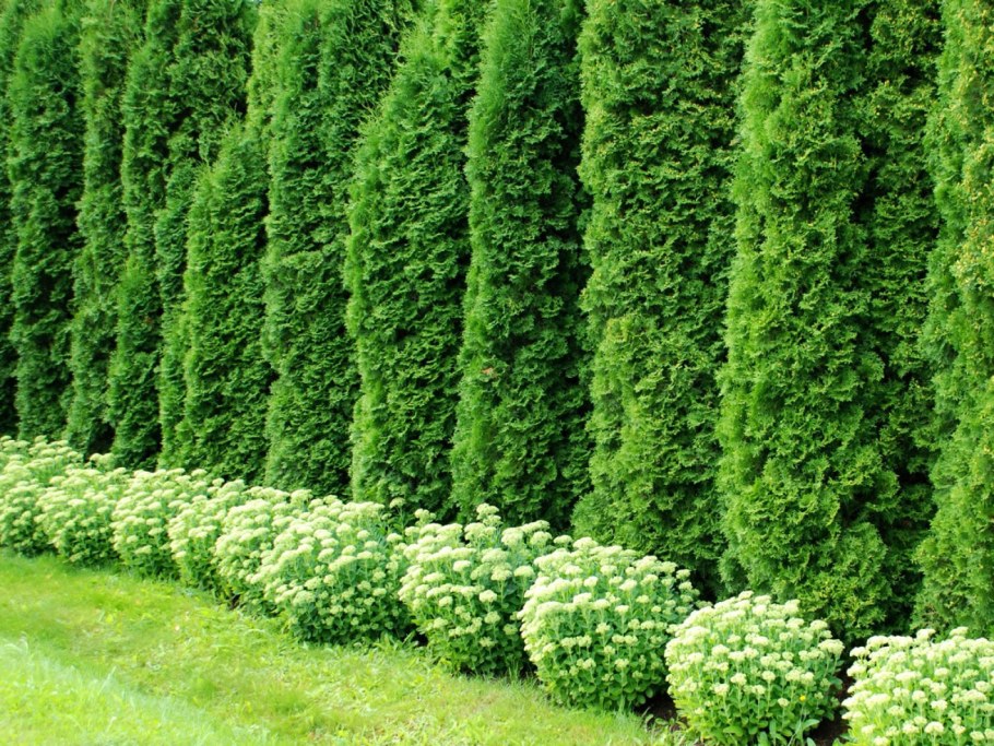 Туя Западная Смарагд Живая изгородь