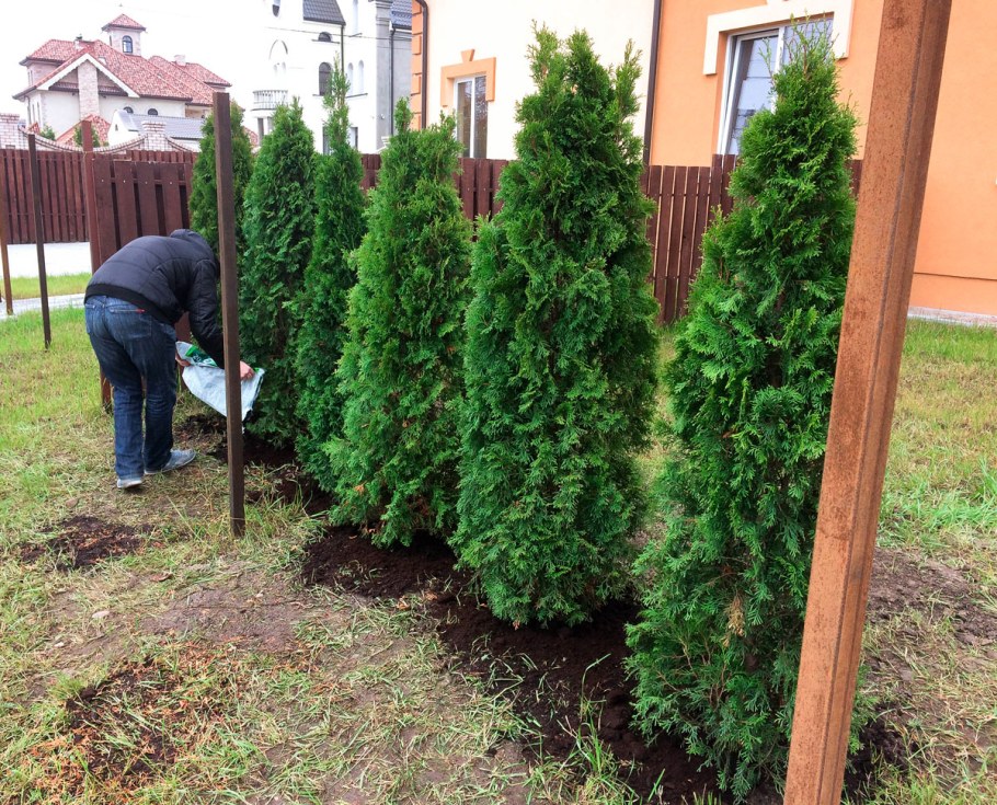 Туя Западная Смарагд Брабант
