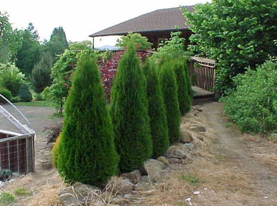 Туя Смарагд можжевельник