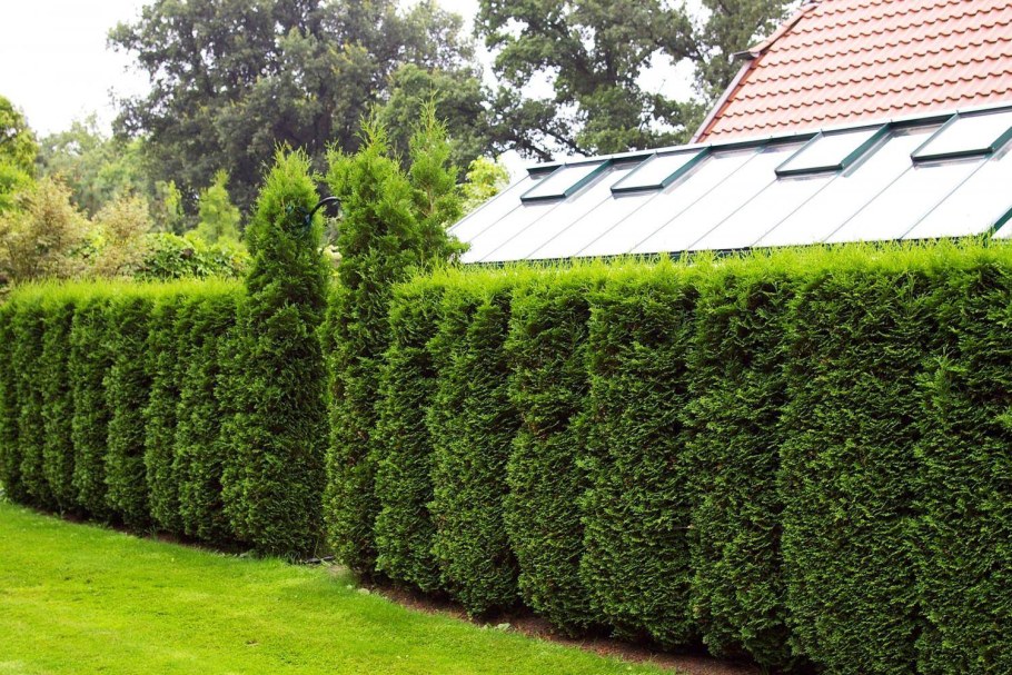 Туя Западная Брабант Живая изгородь