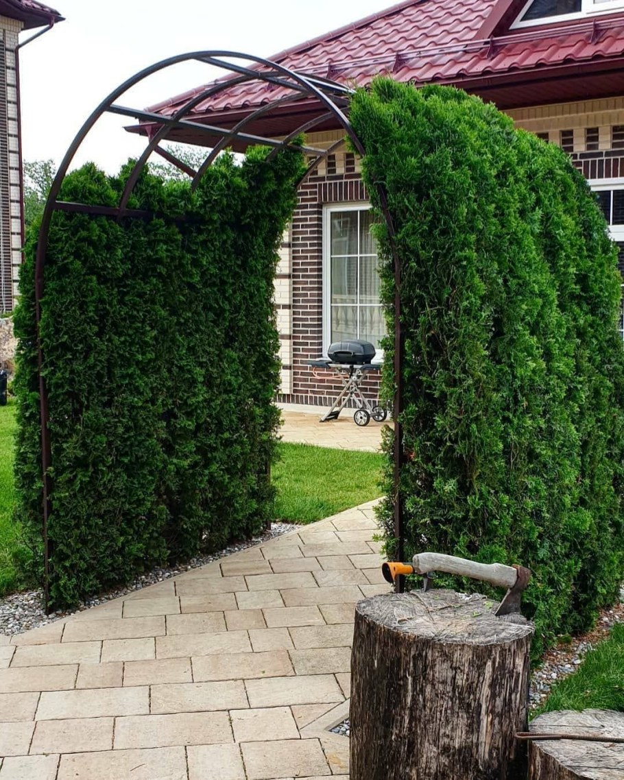 Арка из туи Брабант