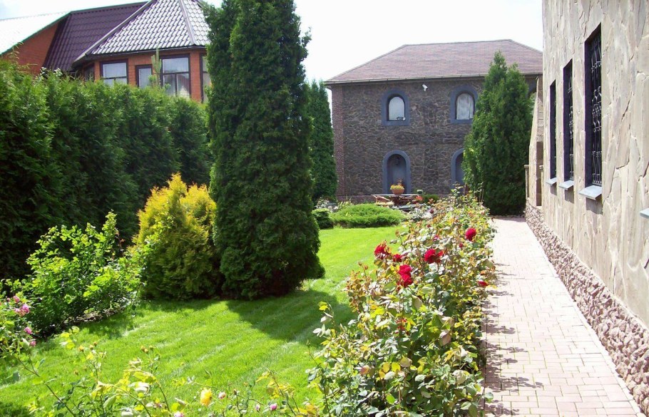 Туя Брабант изгородь