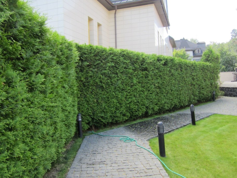 Туя Даника изгородь