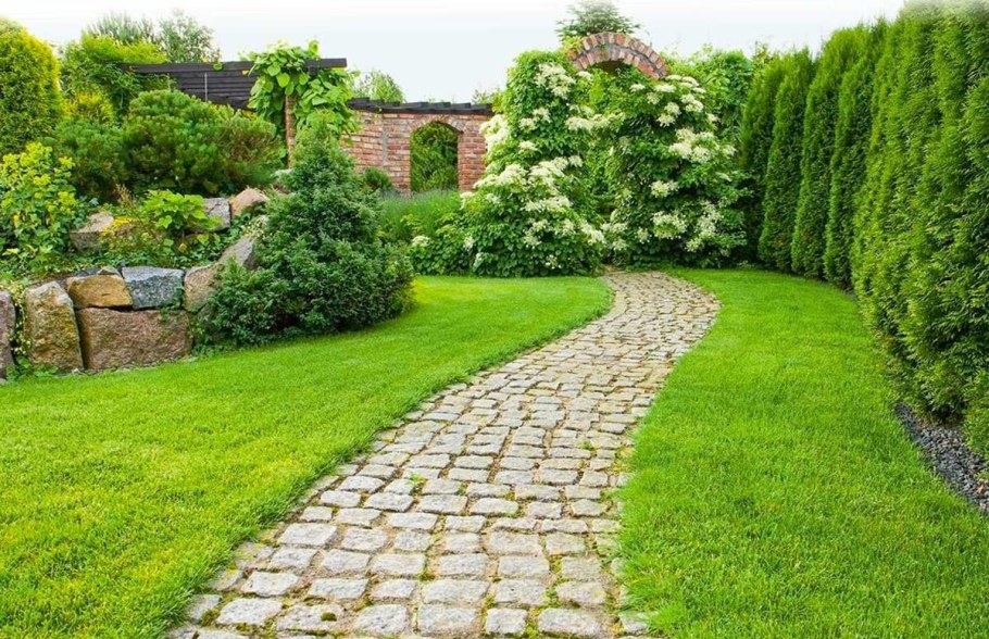 Туя Брабант изгородь