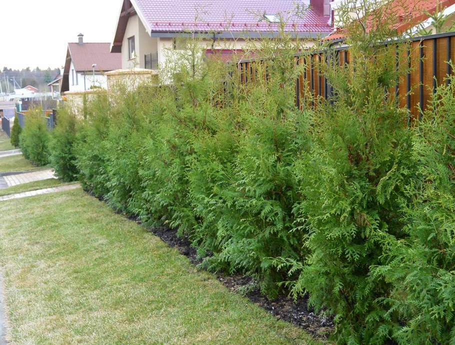 Туя Брабант Живая изгородь