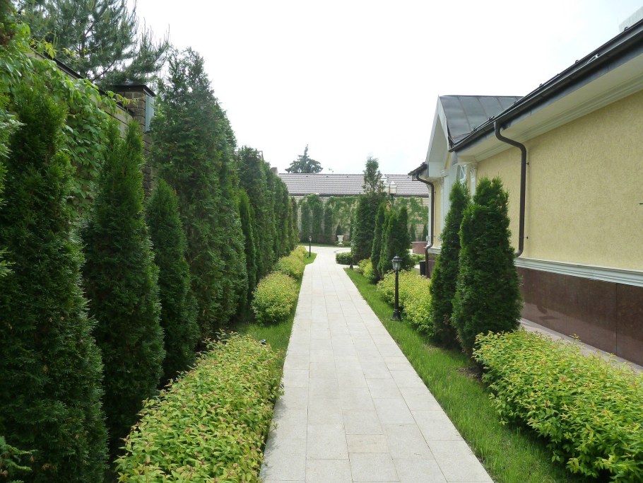 Туя Западная Даника Живая изгородь