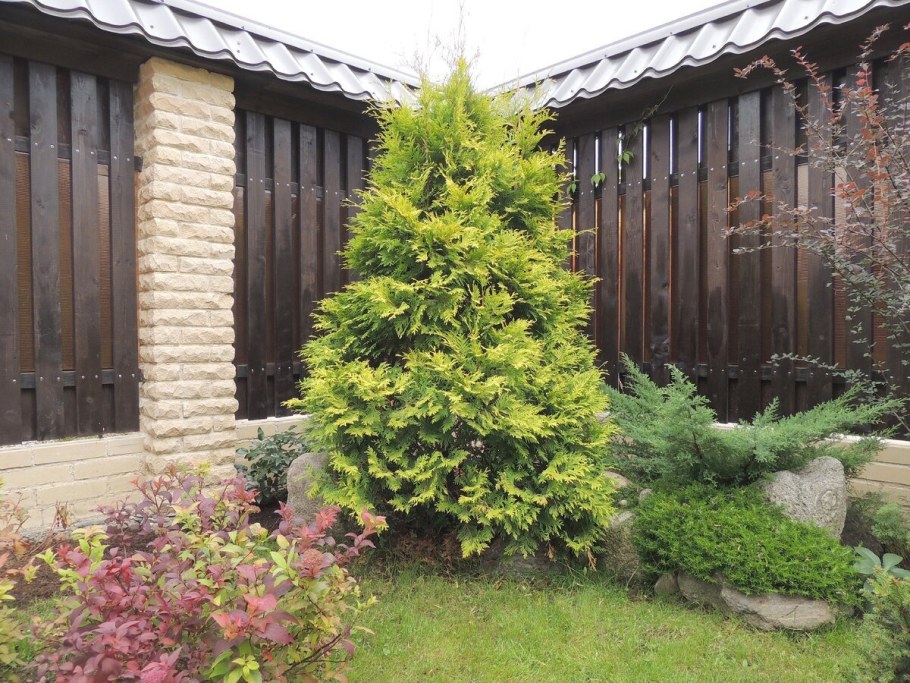 Туя Западная Голден Брабант
