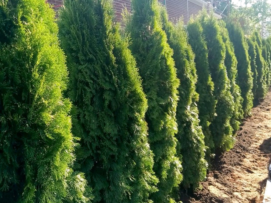 Туя Западная Санни Смарагд