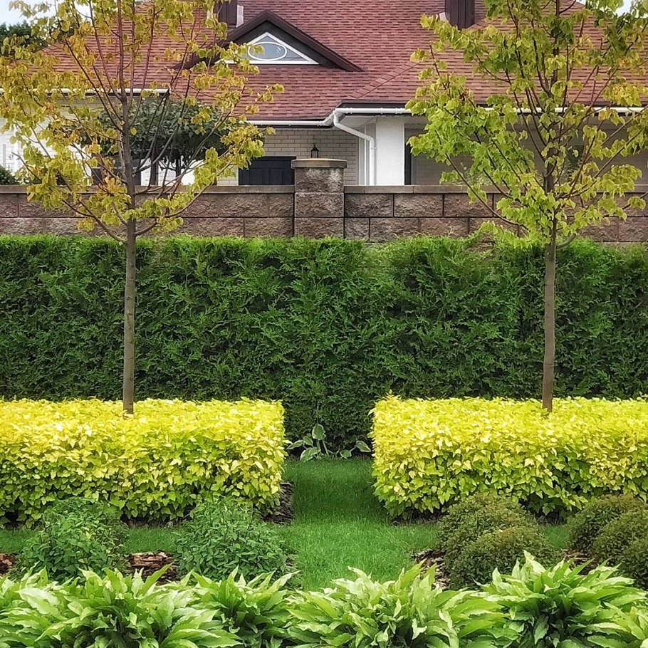 Туя Брабант Живая изгородь