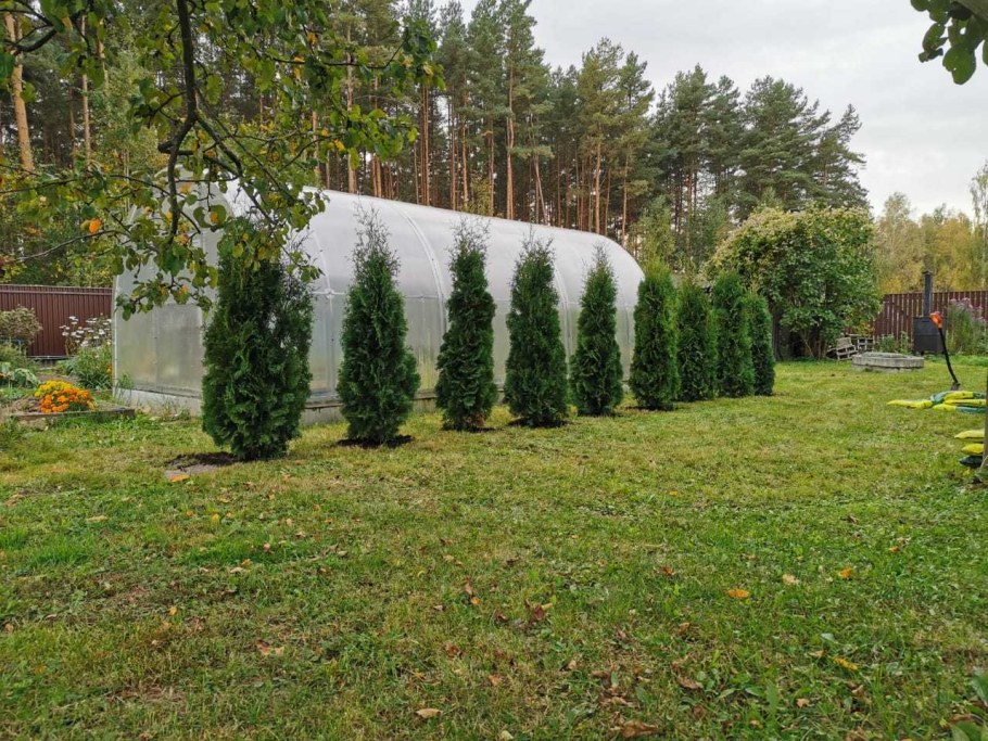 Туя Смарагд