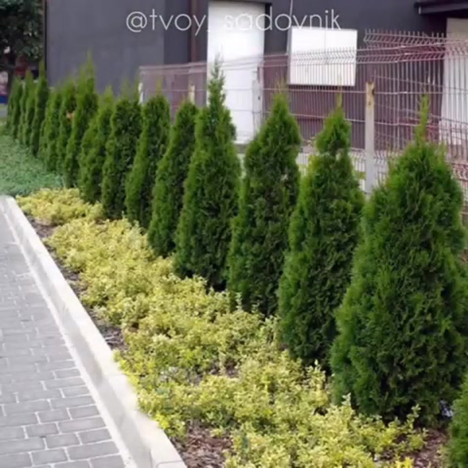 Туя Западная Холмструп