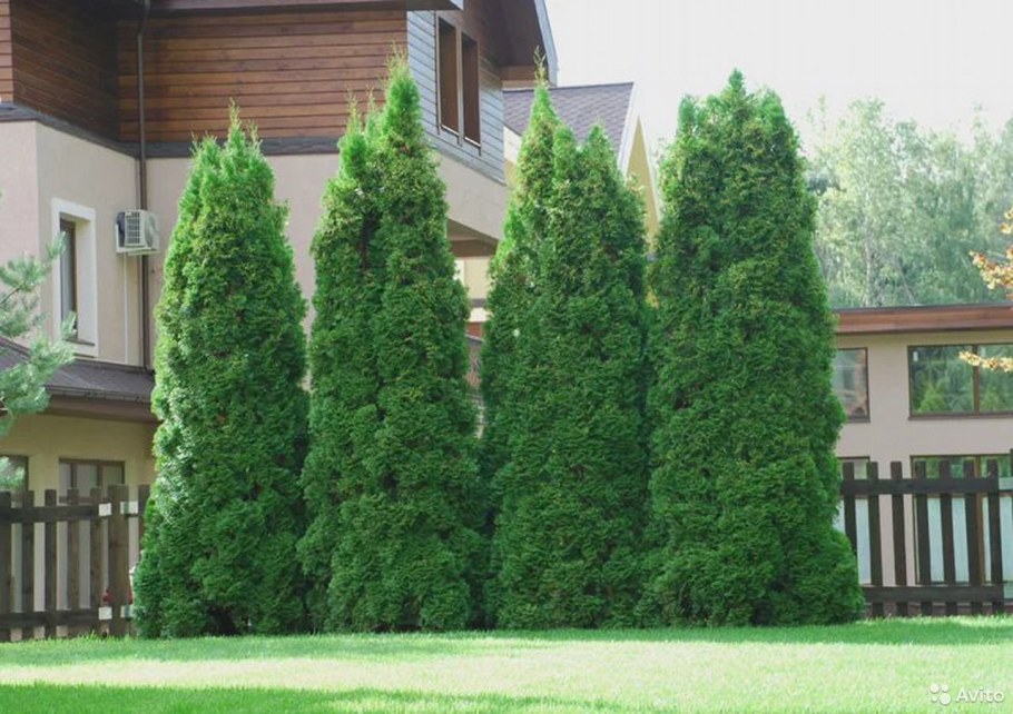 Туя Западная Колумна (columna)