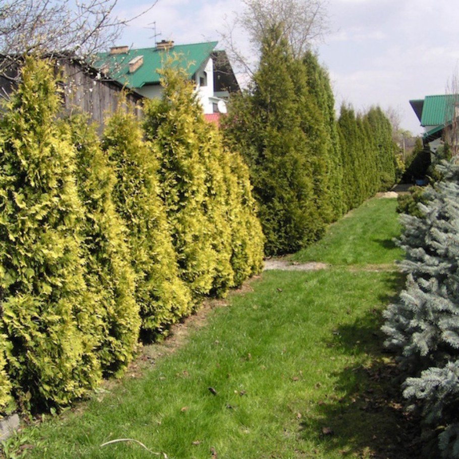 Туя Голден Брабант