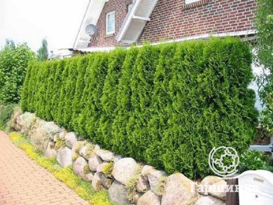 Туя Западная Смарагд Живая изгородь