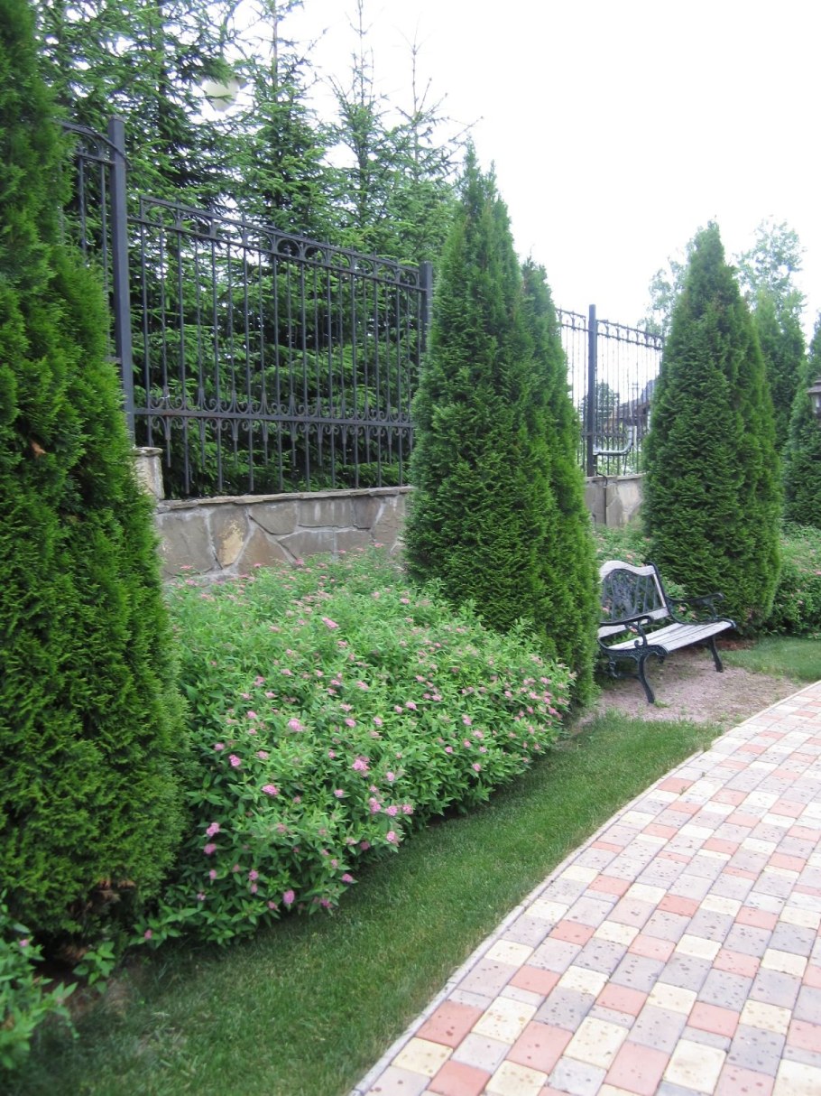 Туя Западная Смарагд вдоль забора