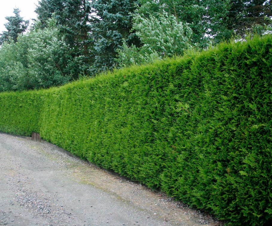 Можжевельник казацкий изгородь