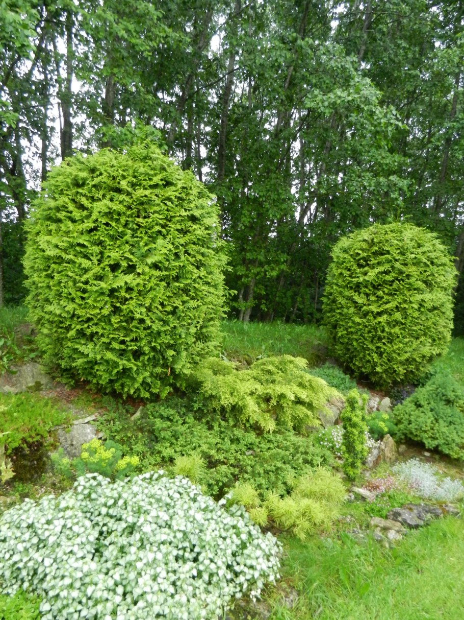 Туя Брабант изгородь