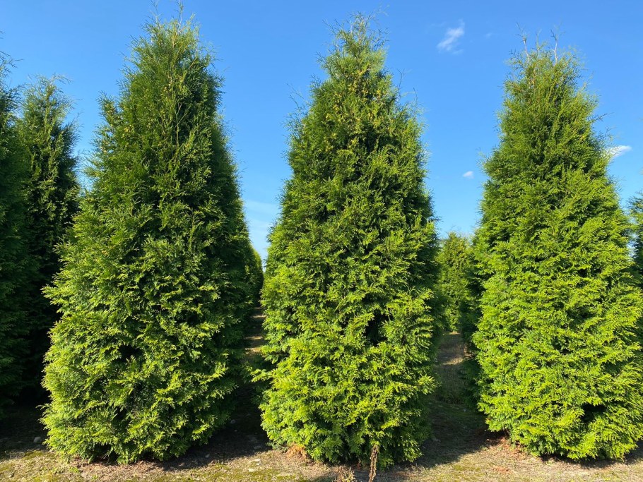 Туя Брабант Экстра