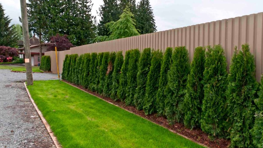 Туя Западная Колумна