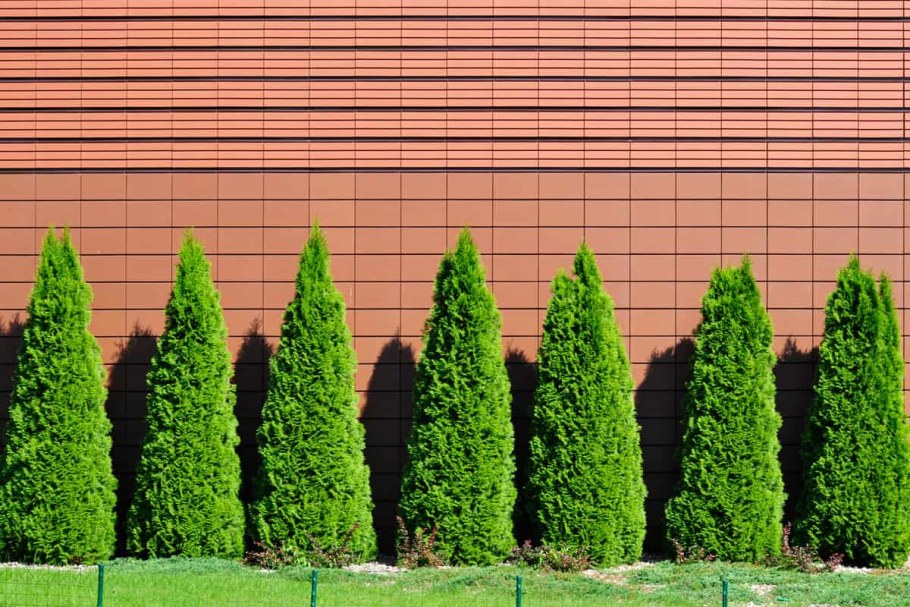 Туя Западная Смарагд Живая изгородь