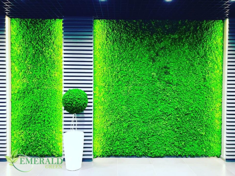 Мох ягель фитостена