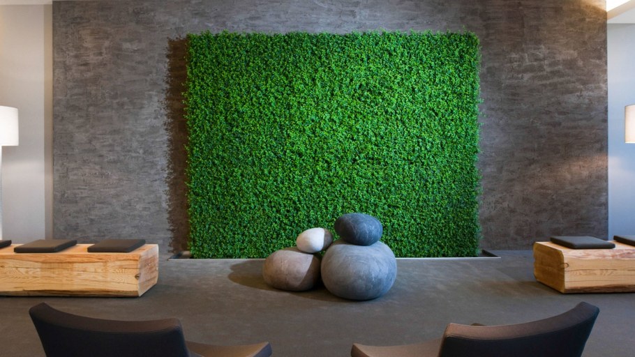 Фитостена самшит