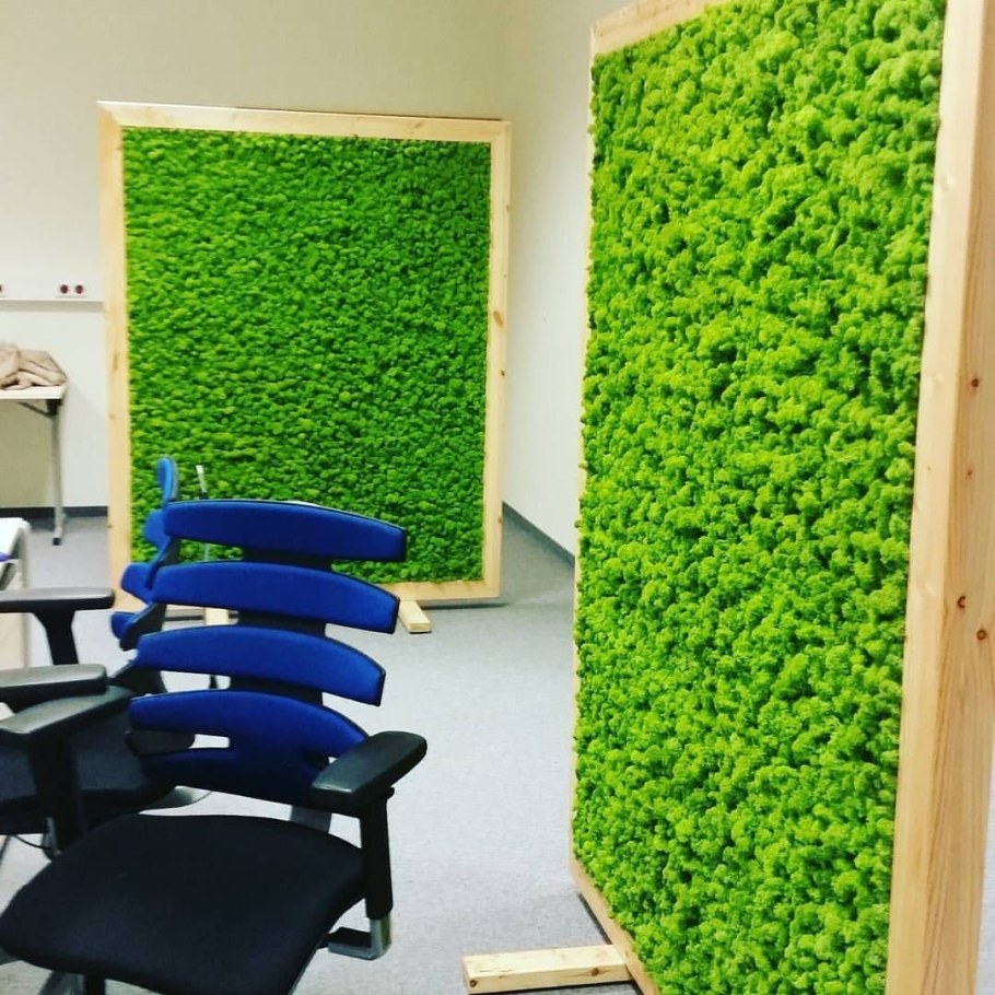 Мох ягель фитостена