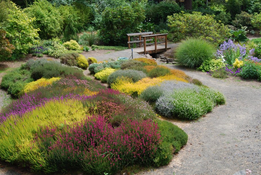 Почвопокровные многолетники чабрец