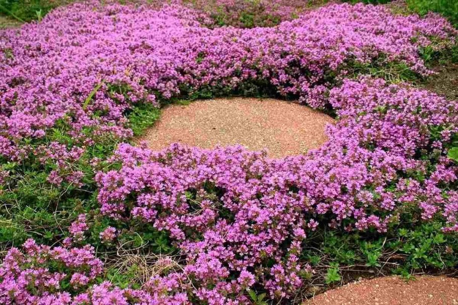 Тимьян почвопокровный