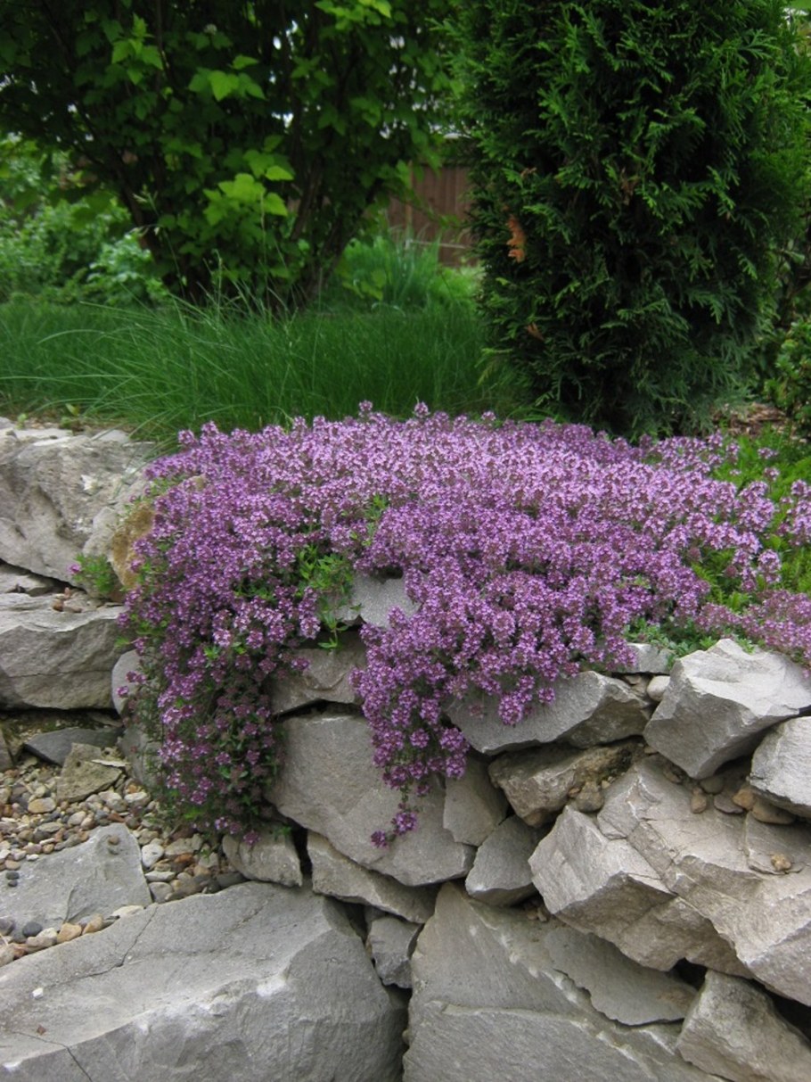 Тимьян ползучий в альпинарии