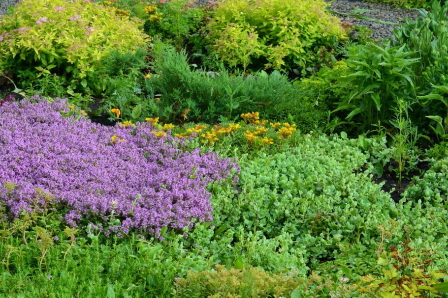 Чабрец почвопокровный