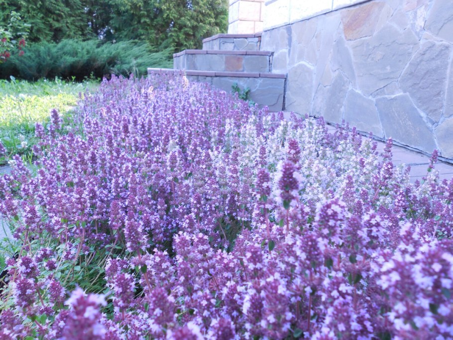 Лаванда шалфей чабрец