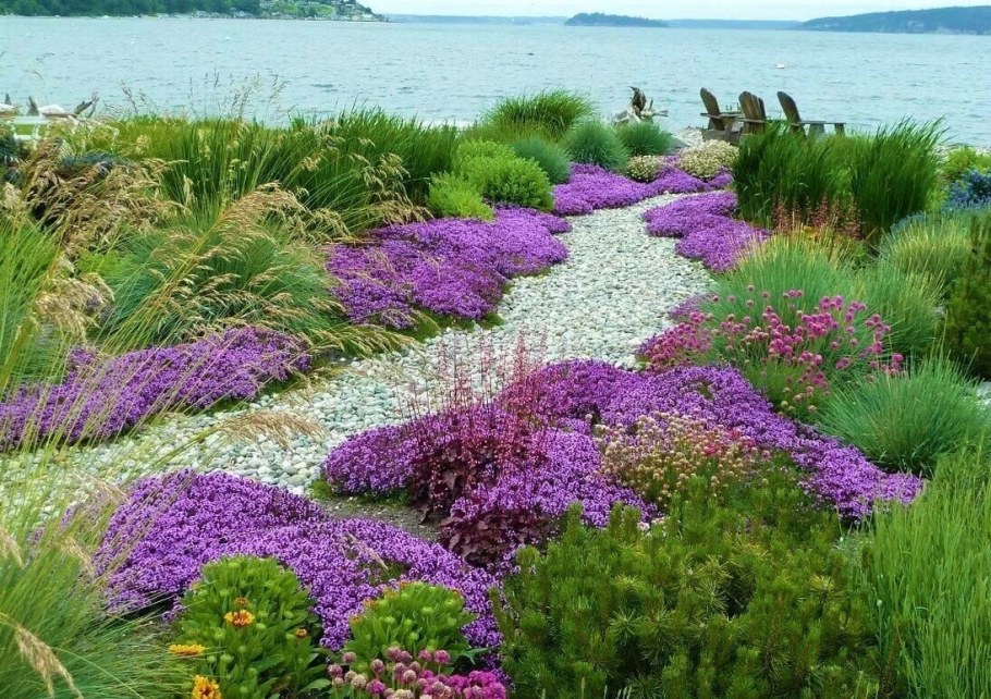 Почвопокровные тимьян ползучий