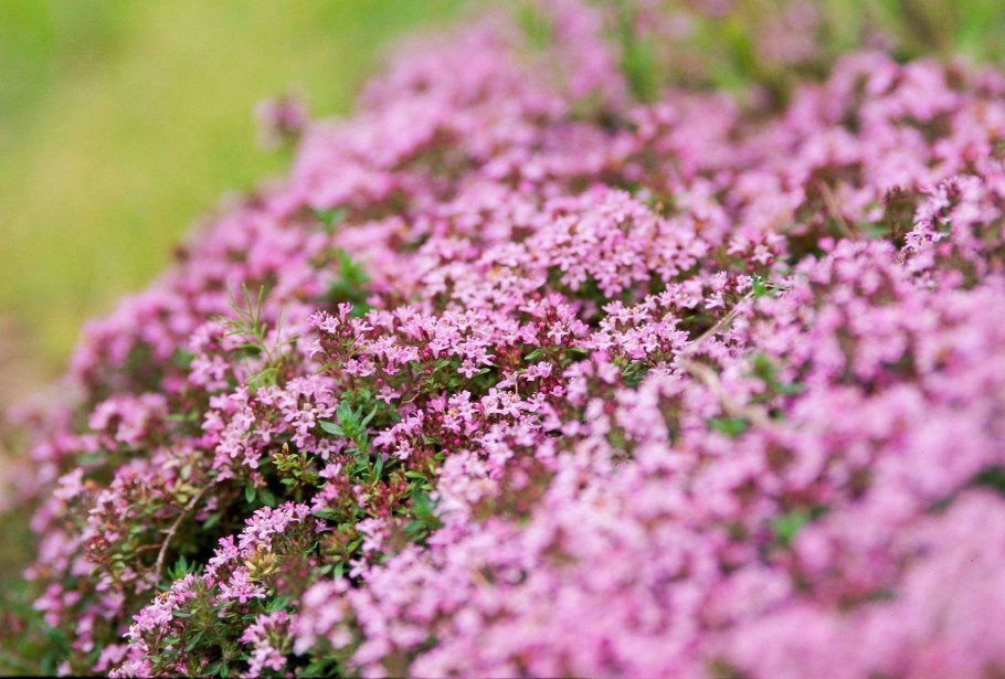Тимьян ползучий (Thymus serpyllum 'Magic Carpet')