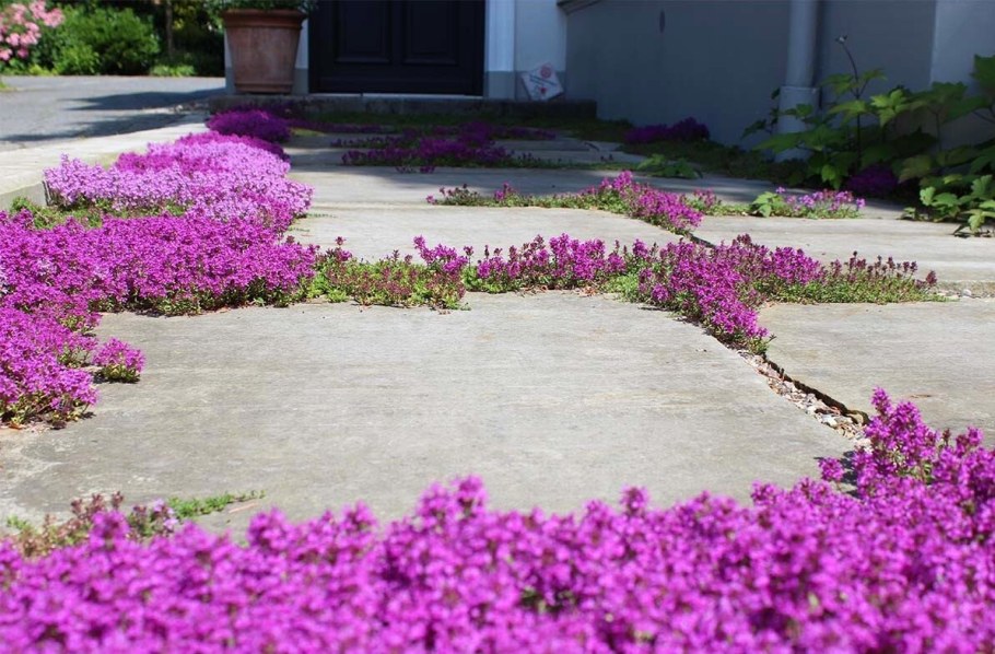 Тимьян ползучий (Thymus serpyllum 'Magic Carpet')