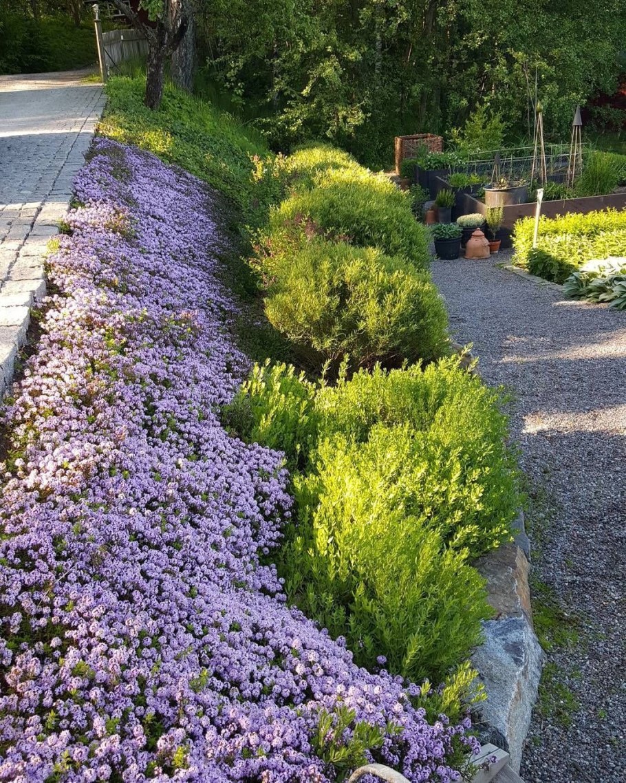 Почвопокровные многолетники чабрец