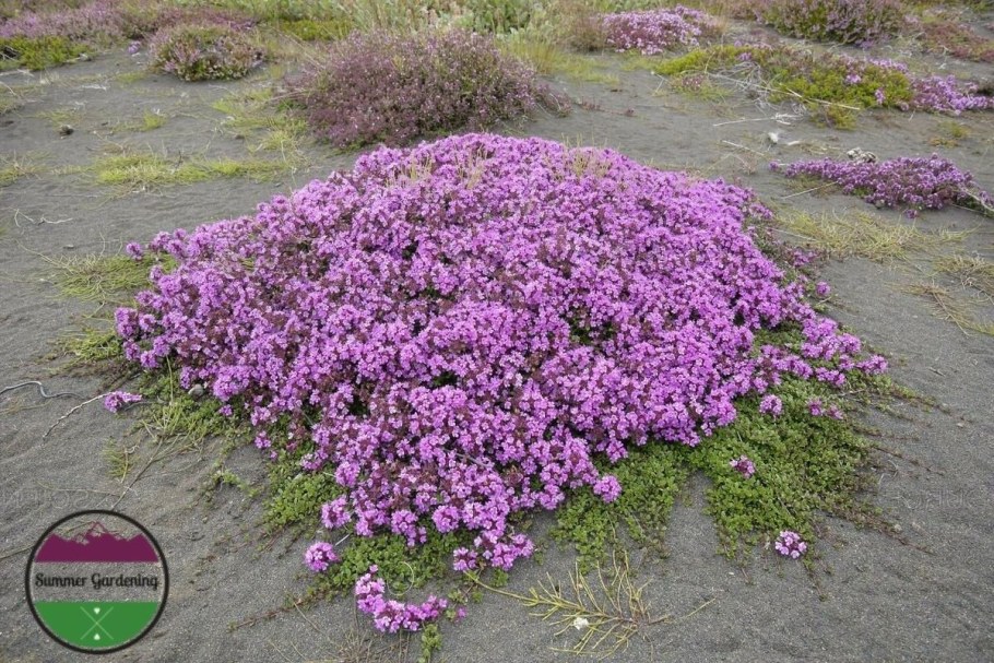 Тимьян praecox