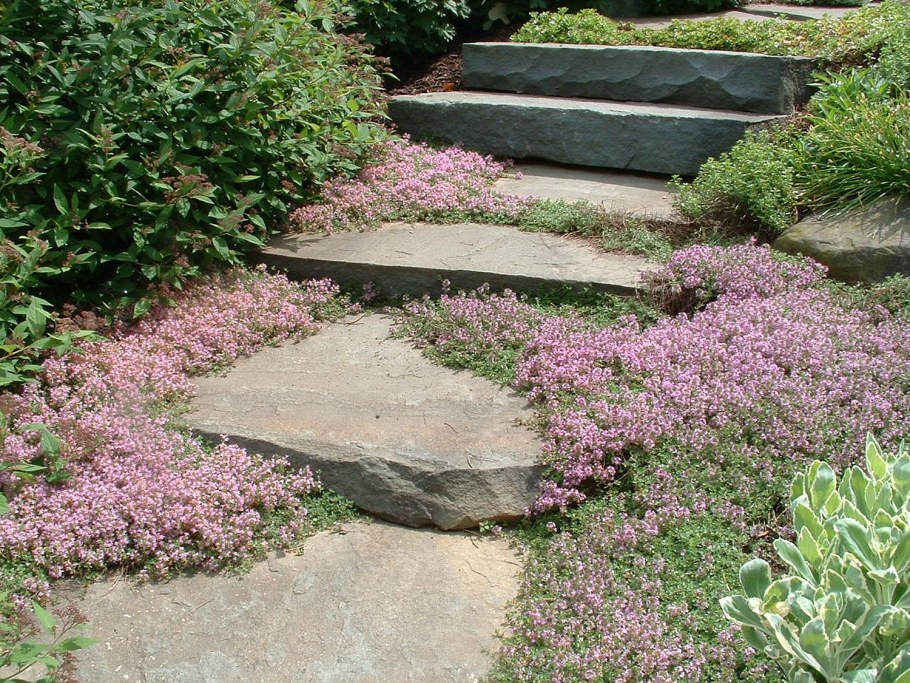 Тимьян ползучий (Thymus serpyllum 'Magic Carpet')