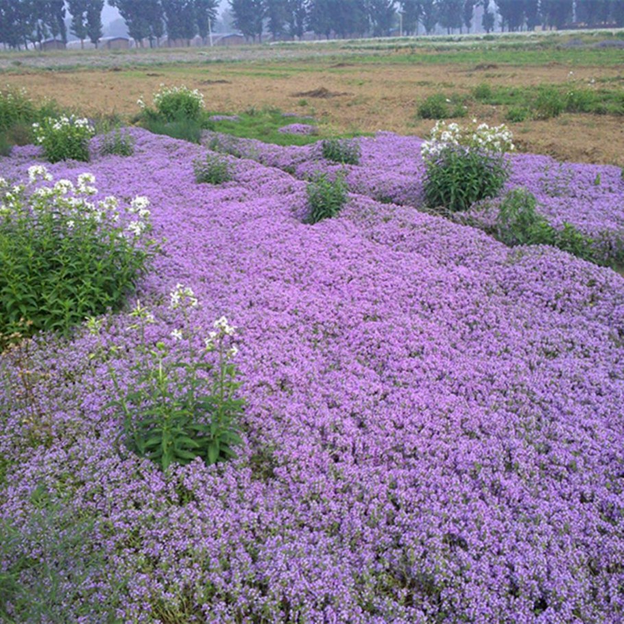 Тимьян ползучий (Thymus serpyllum 'Magic Carpet')